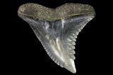 Hemipristis Shark Tooth Fossil - Virginia #96542-1
